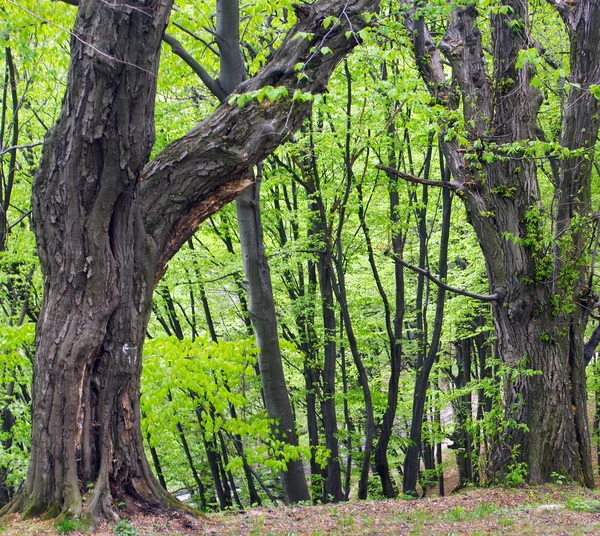 Wzgórze lasu — Zdjęcie stockowe