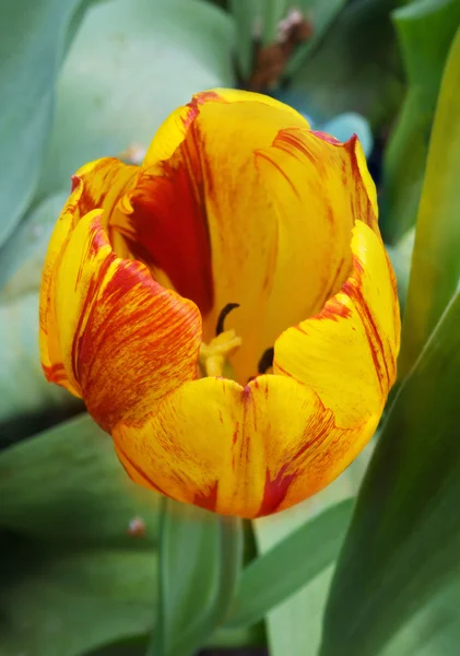 Tulpe von oben — Stockfoto