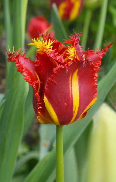 Tulipán con flecos —  Fotos de Stock