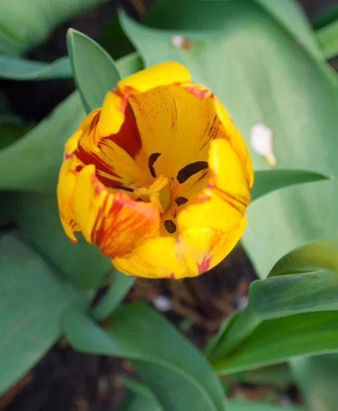 Tulipano dall'alto — Foto Stock