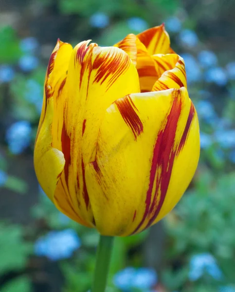 Tulipán rayado — Foto de Stock