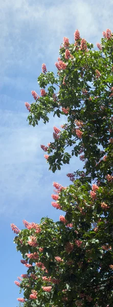 Kastanienblüte — Stockfoto