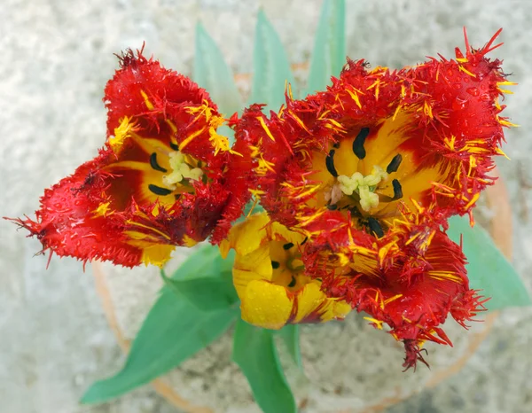 Tulipanes de arriba — Foto de Stock