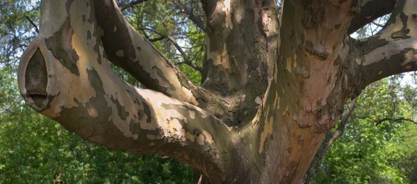 Gałązki wielkie drzewo — Zdjęcie stockowe