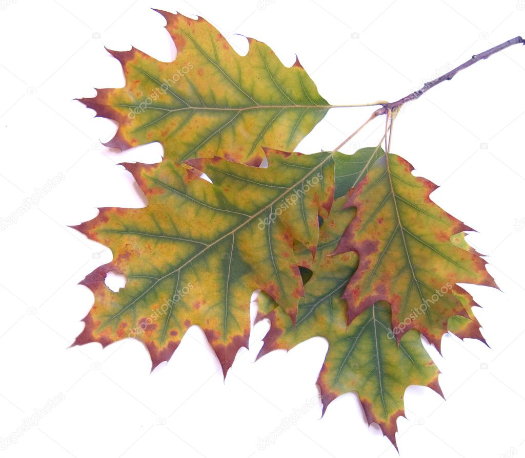 Autumn leaf 16