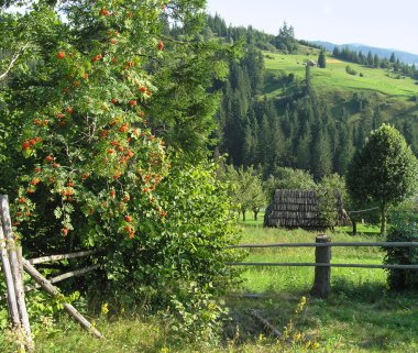 Bush of a mountain ash on a green meadow clipart