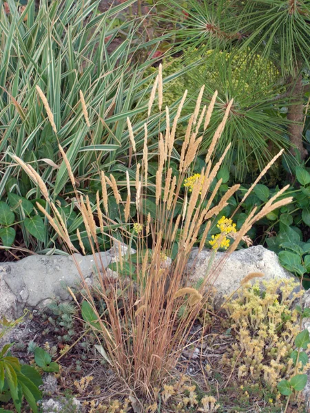 Grass plant — Stock Photo, Image