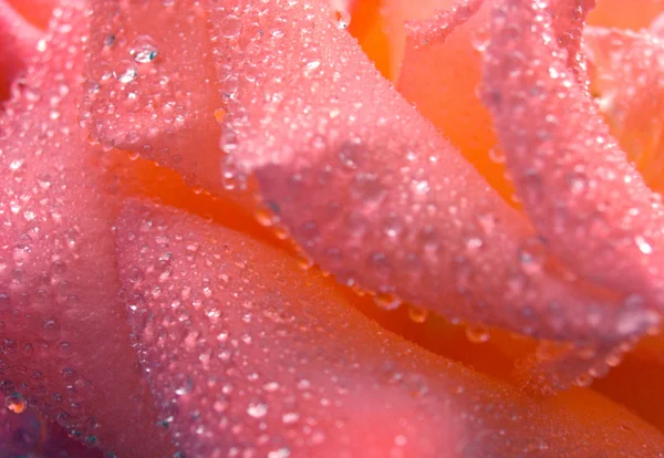 Rosa de rocío — Foto de Stock