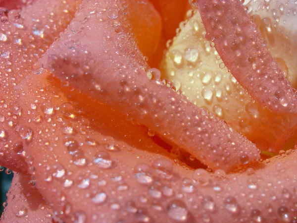 Rose dew — Stock Photo, Image