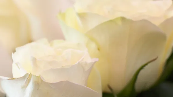 Stock image Holiday flowers