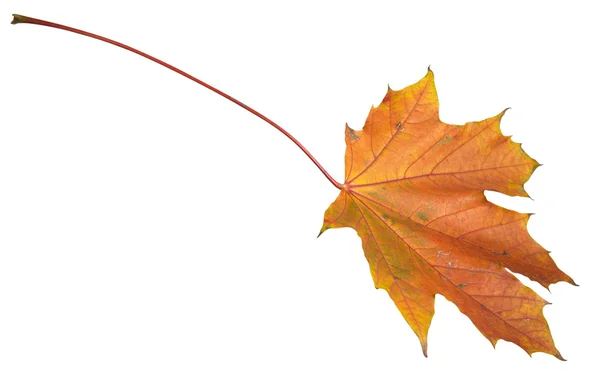 Herfst esdoorn blad geïsoleerd op wit — Stockfoto