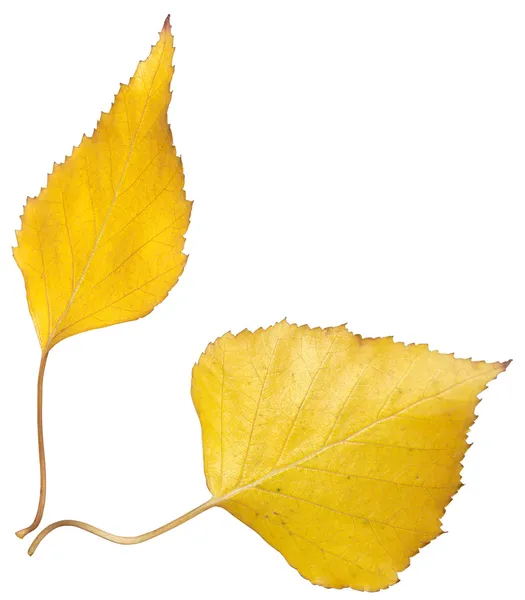 Folha de bétula de outono isolada em branco — Fotografia de Stock