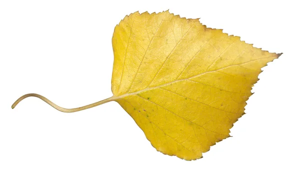 Höstens birch leaf isolerad på vit — Stockfoto