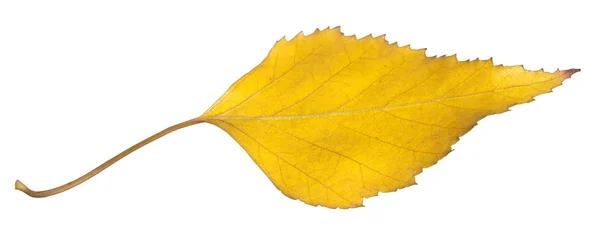 Höstens birch leaf isolerad på vit — Stockfoto