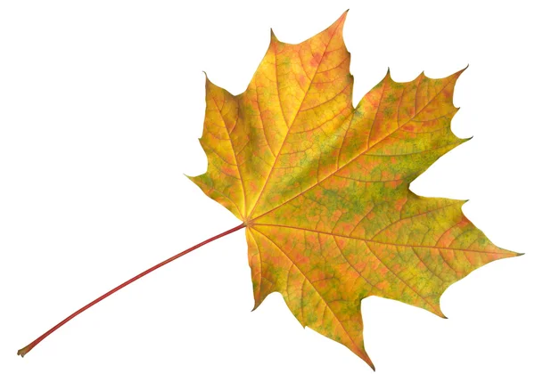 Jesienny liść klonu izolowany na białym — Zdjęcie stockowe