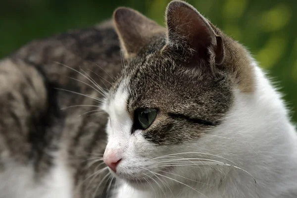 stock image Cat closeup