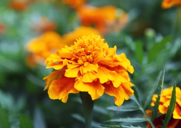 Marigolds — 图库照片