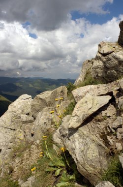 dağ, taş ve çiçek