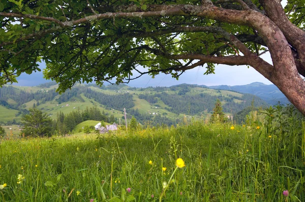 Летняя горная деревня — стоковое фото