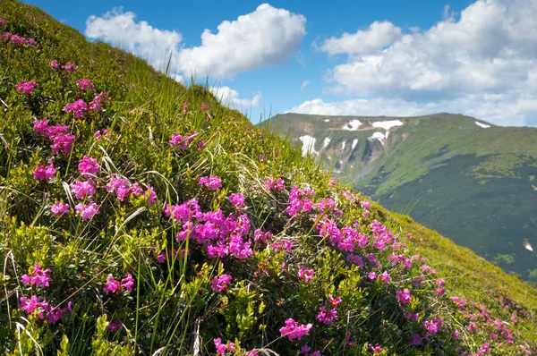 Florecimiento de rododendros de montaña —  Fotos de Stock