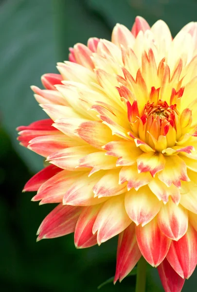 Flor rojo-amarilla — Foto de Stock