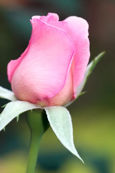 Růže květ — Stock fotografie