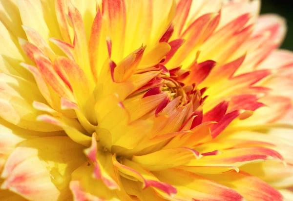 Rood-gele bloem — Stockfoto