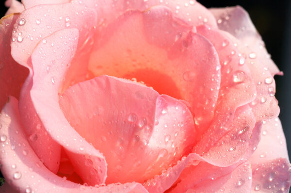 Flower of rose with drops of water