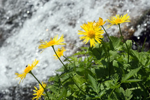 Çiçek ve akış — Stok fotoğraf