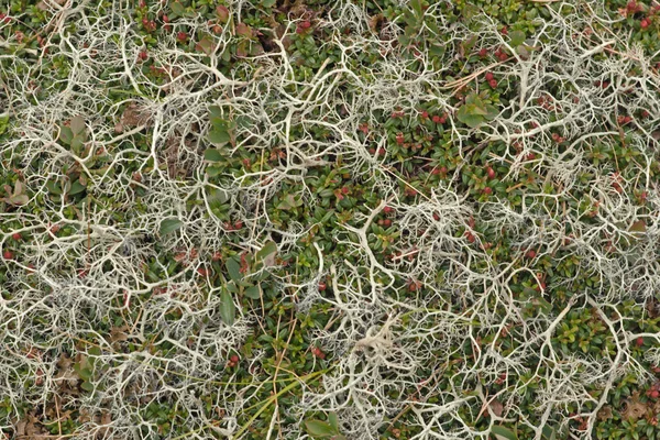 Mountain moss background — Stock Photo, Image