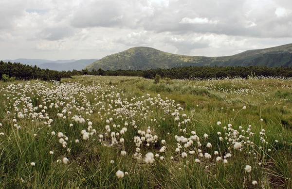 Montaña pelusa flores — Foto de Stock