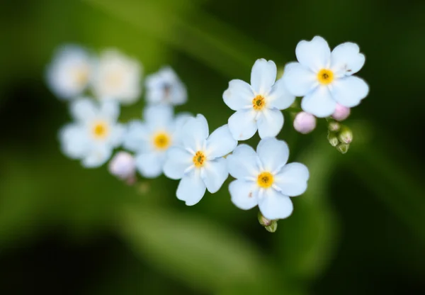 Forget-me-nots — Stockfoto