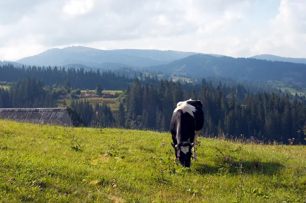 Корова на пастбище — стоковое фото