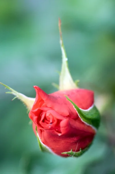 Цветок розы Лицензионные Стоковые Изображения