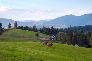 Horses on mountainside. clipart