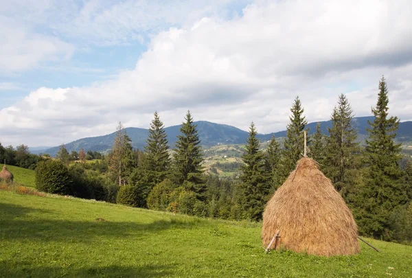 Prairie de montagne d'été — Photo