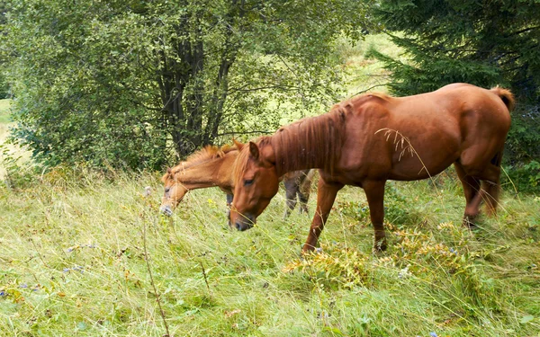 Cavalos na montanha . — Fotografia de Stock