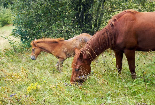 Konie na zboczu góry. — Zdjęcie stockowe