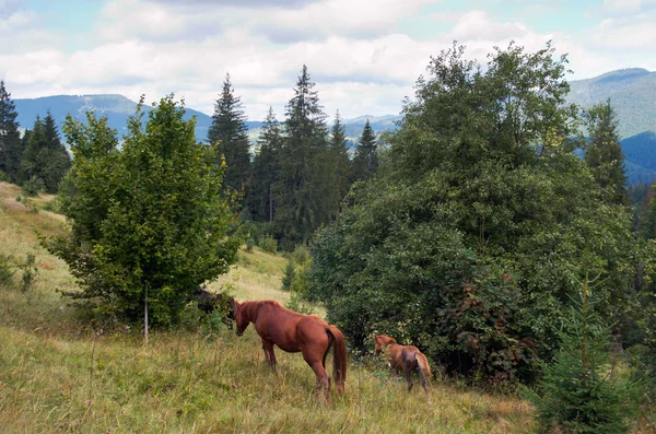 Pferde am Berghang. — Stockfoto