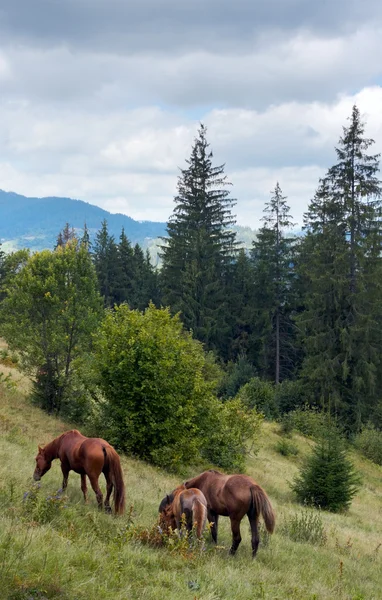 Dağın üzerinde atlar. — Stok fotoğraf