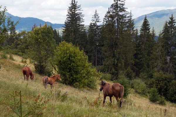 Paarden op berghelling. — Stockfoto