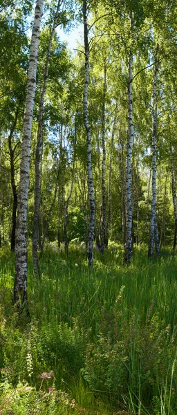 Abedules en el bosque — Foto de Stock