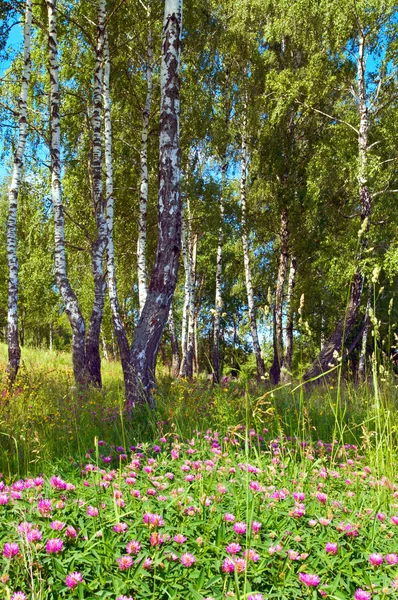 Björkar i skogen — Stockfoto