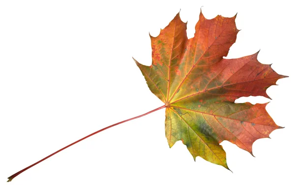 Осенний кленовый лист, изолированный на белом — стоковое фото