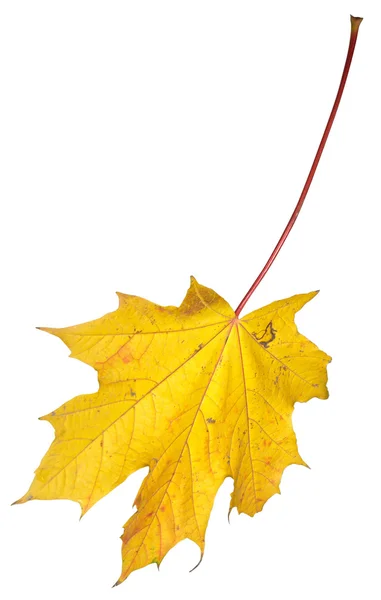 Jesienny liść klonu izolowany na białym — Zdjęcie stockowe