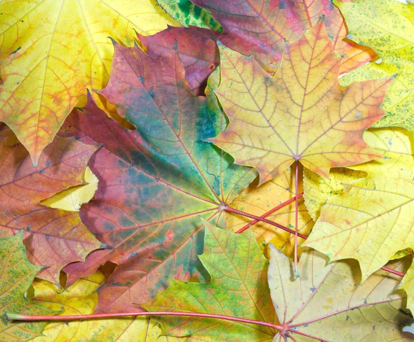 Maple leafs — Zdjęcie stockowe