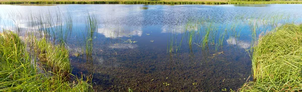 Verão rushy lago panorama — Fotografia de Stock