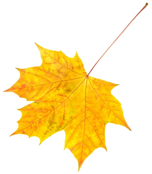 Folha de bordo de outono isolada em branco — Fotografia de Stock