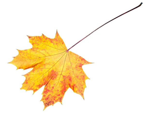 Herbst-Ahornblatt isoliert auf weiß — Stockfoto