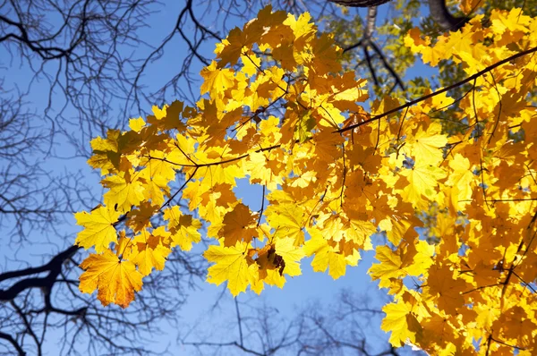 Oro de otoño — Foto de Stock
